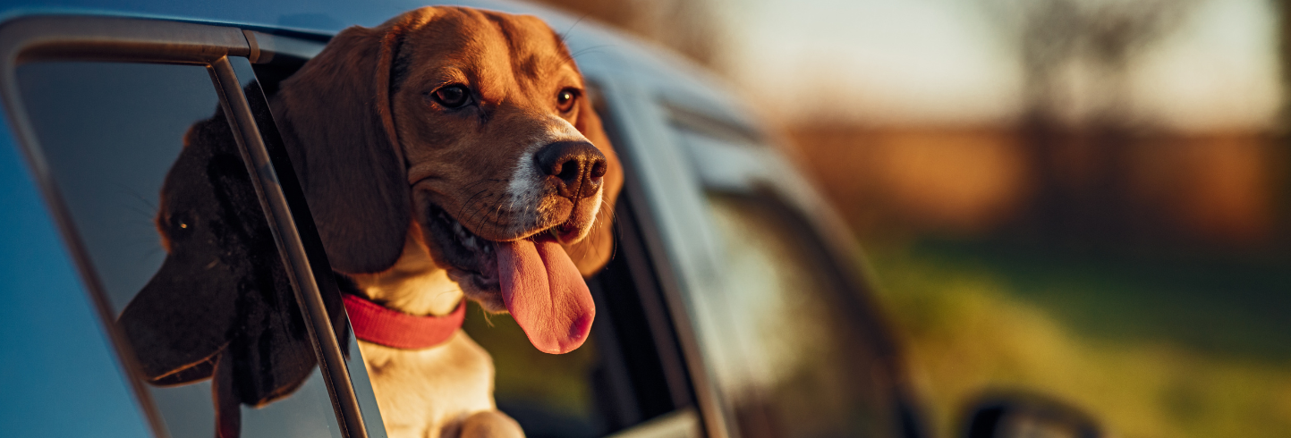 best vet Monroeville